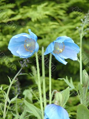 Himalayan Blue Poppies