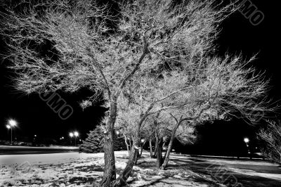 The tree in the dark