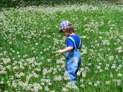 dandelion meadow