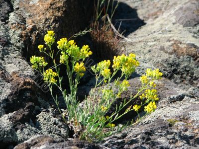 flowers on the rock