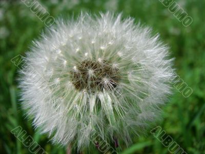 dandelion