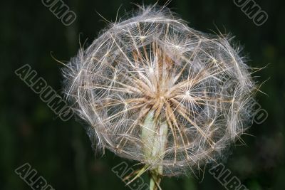 large blowball