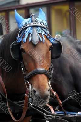 horse with a blue cap