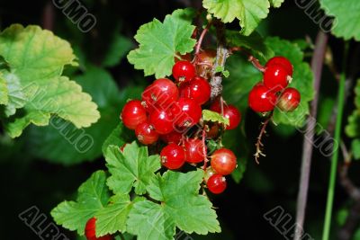 red currants