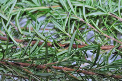 rosemary spice