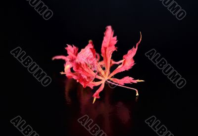 Red leaves on black background