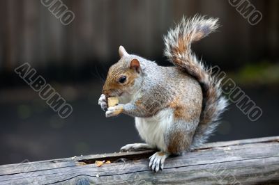 The grey squirrel in one of London parks