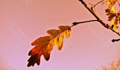 Red and yellow oak leaves on the branch