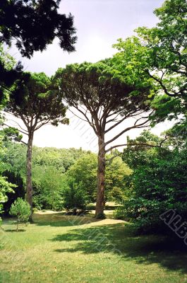 Green tree