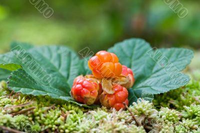 Cloudberry closeup in summer. Fresh wild fruit