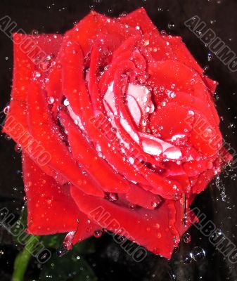red rose