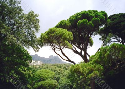Green tree