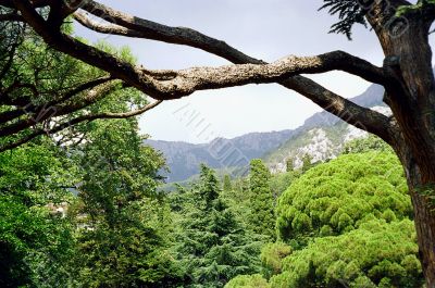 Green tree