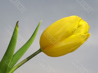 yellow tulip