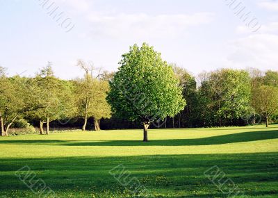 Green tree