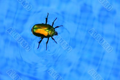 Cockchafer floating in swimming pool