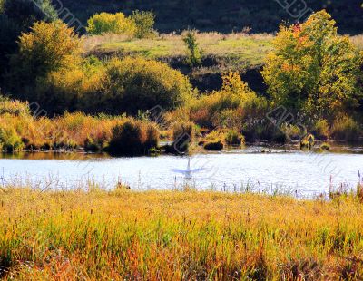 Summer landscape with lonely white swan