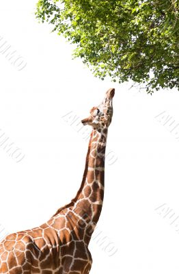 The giraffe stretches to the branches of a tree