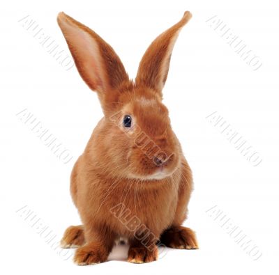 young rabbit