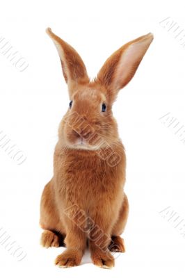 young rabbit