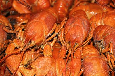 Background with many crawfishes