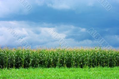 corn in field on the blue sky 