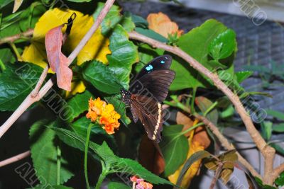 brown butterfly