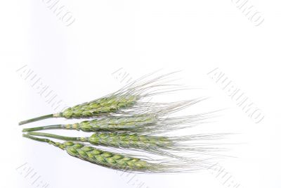 wheat on white background