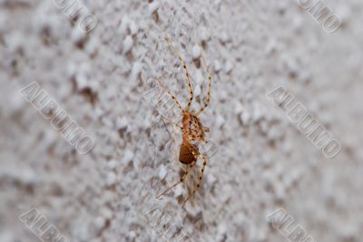 spider on a wall view