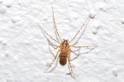 spider on a white wall