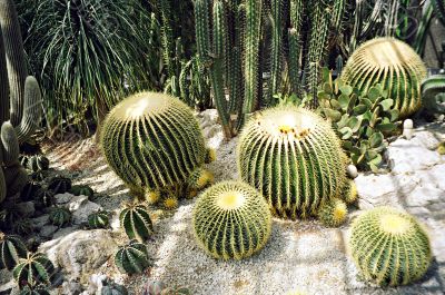 Big round cactus