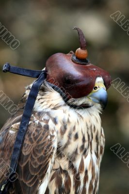 falconry