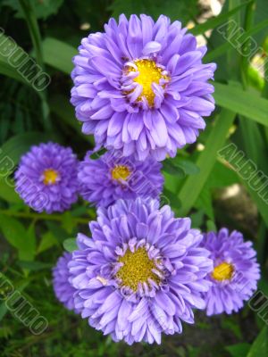 an aster