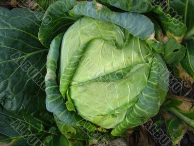 Head of cabbage
