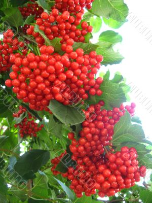 red guelder-rose