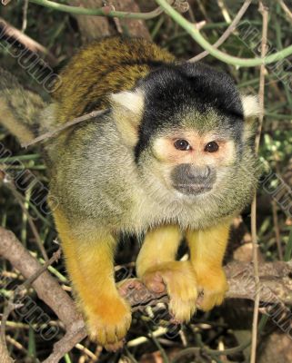 small green monkey
