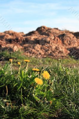 dandelions