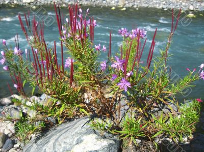 Pink flower on the bank of the river