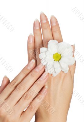 female hands with flower