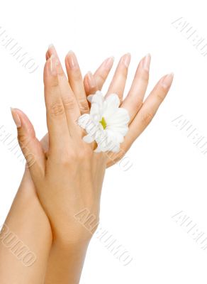 female hands with flower