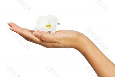 beautiful female hand with flowers