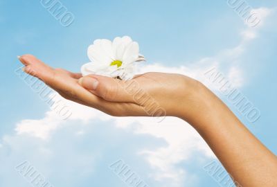 beautiful female hand with flowers