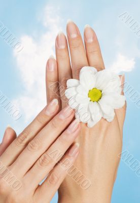 female hands with flower