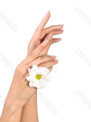 female hands with flower