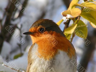 Christmas Robin