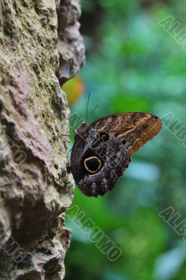 butterfly sits on a rock