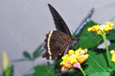 brown butterfly on yellow flowers