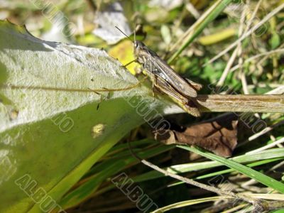Criket in the yellow and green grass