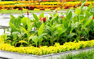 flowers in the park