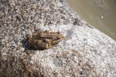 Frog on a stone 